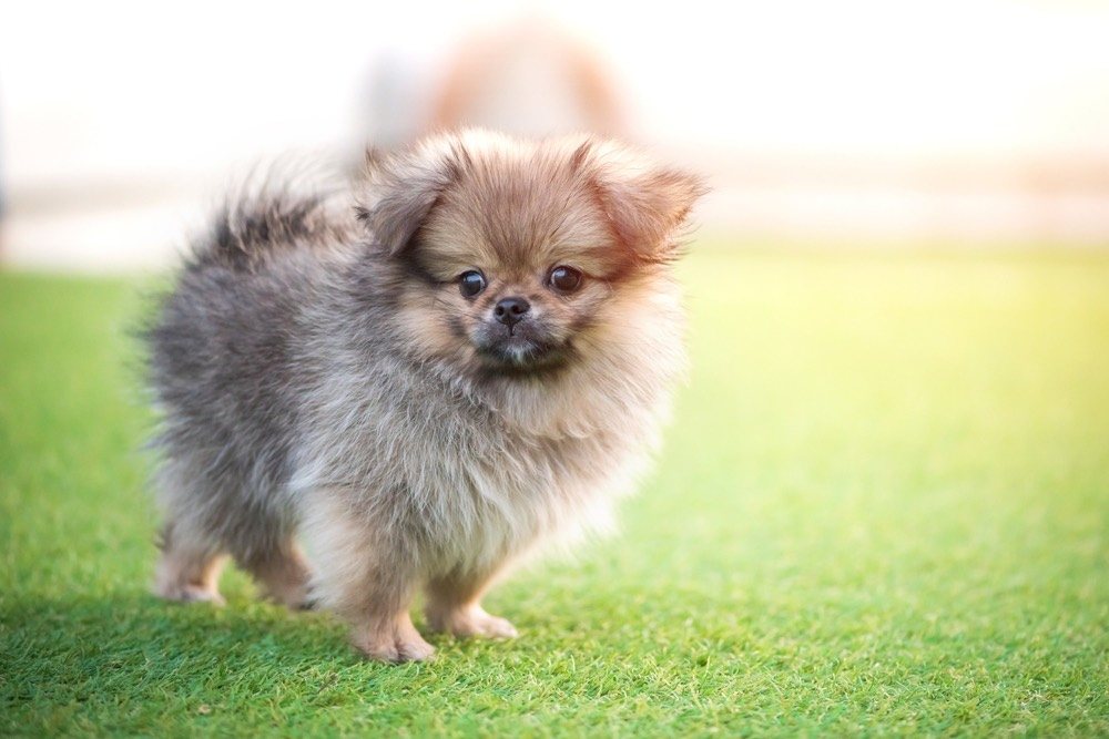 Peek-A-Pom (Pomeranian & Pekingese Mix): Info, Pictures, Characteristics &  Facts