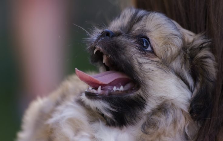 Maltese sales cross pekingese