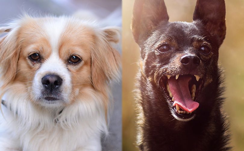 Peke A Pin Pekingese Miniature Pinscher Mix Info Pictures