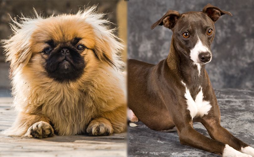 Pekingese and Italian Greyhound lying in the ground