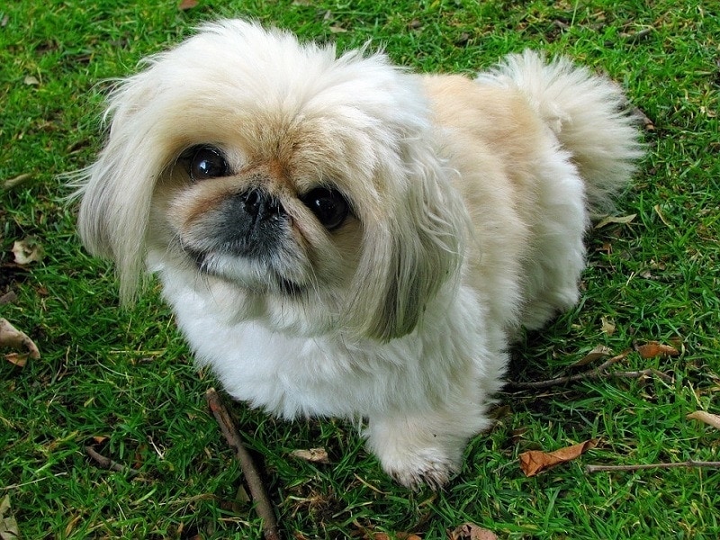 Pekingese