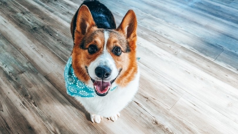 are corgis good family pets