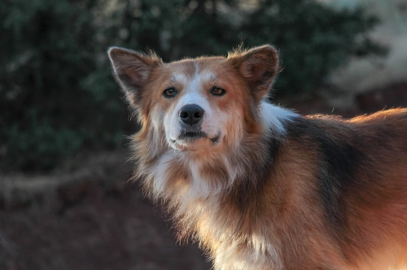 Modsatte Mary bold Pembroke Sheltie (Corgi & Sheltie Mix): Info, Pictures, Facts | Hepper