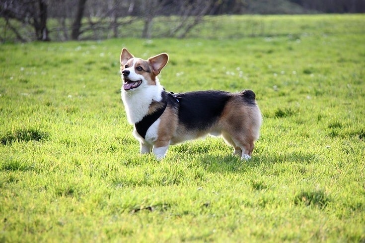 Pembroke Welsh Corgi at the park