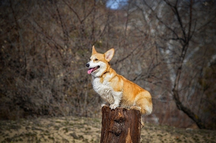 Pembroke Welsh Corgi dog