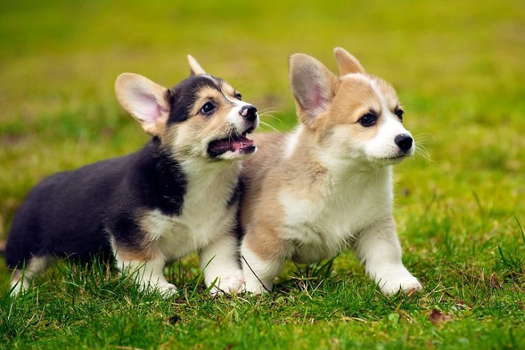 Pembroke Welsh Corgi puppies