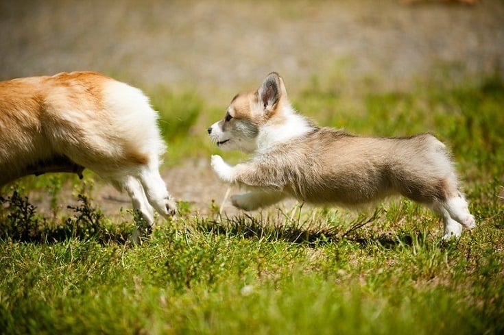Pembroke Welsh Corgi puppy running