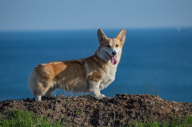 Pembroke Welsh Corgi Dog Breed Information