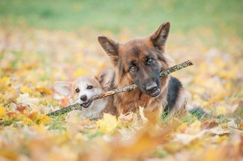 Do German Shepherds Get Along With Other Dogs? Compatibility Facts ...
