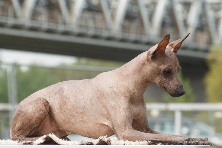 Peruvian Inca Orchid Dog Breed Complete Guide - A-Z Animals