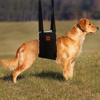 a Dog Harness that supports their back legs