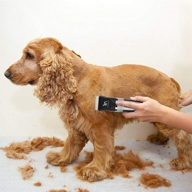 A dog grooming clipper