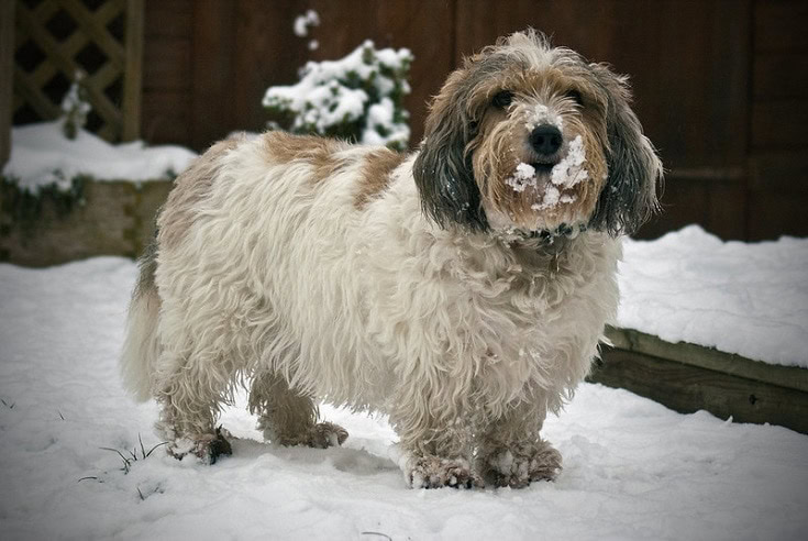 Petit Basset Griffon Vendéen Dog breed