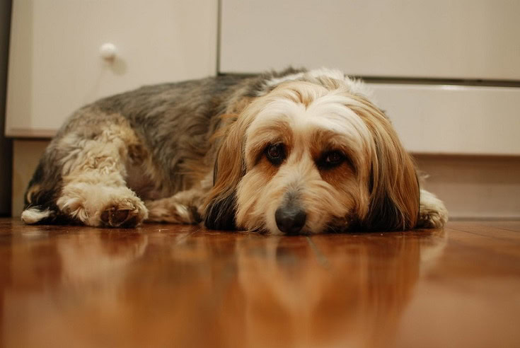 Petit Basset Griffon Vendéen