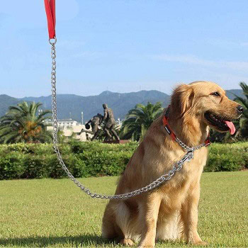 leash for puppy