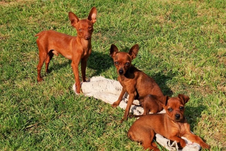 are pharaoh hound aggressive