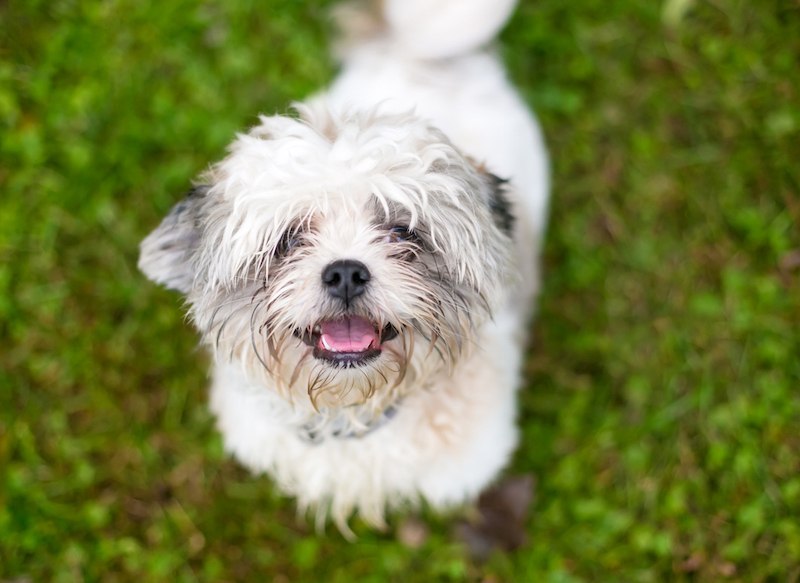 Pin-Tzu mixed breed dog