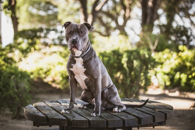 Blue Nose Pitbull: Interesting Facts, Info, Pics, Traits & Puppies | Hepper