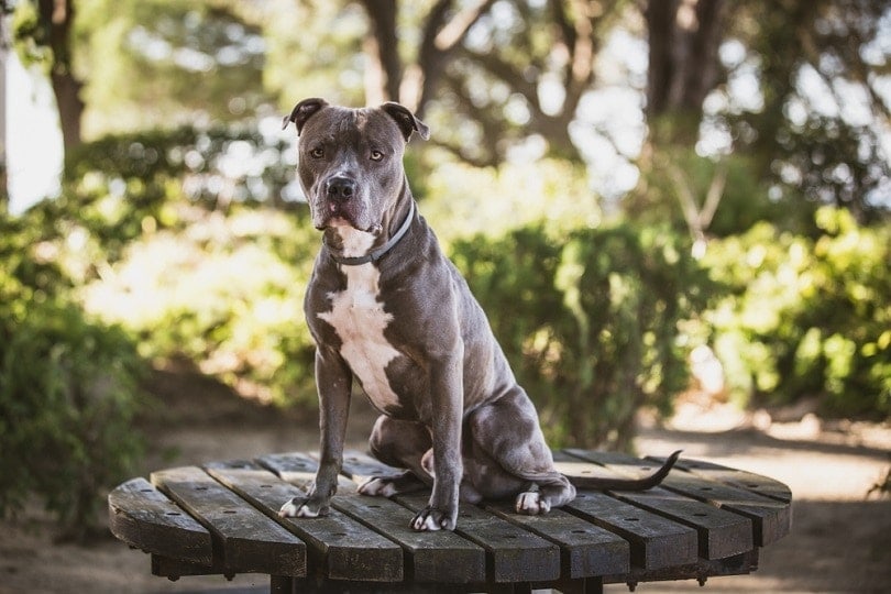 Blue gray nose Pitbull Jigsaw Puzzle