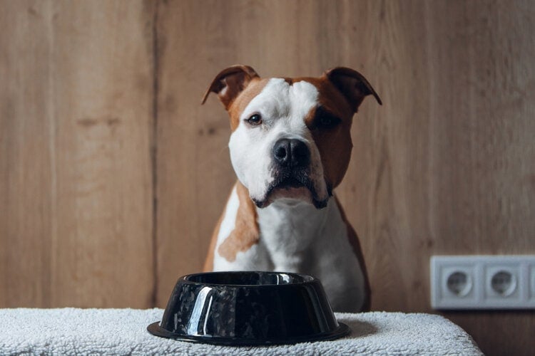 Pit bull American Staffordshire Terrier with food bowl eating