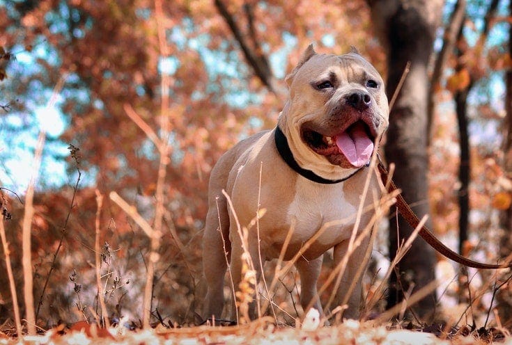 Pitbull
