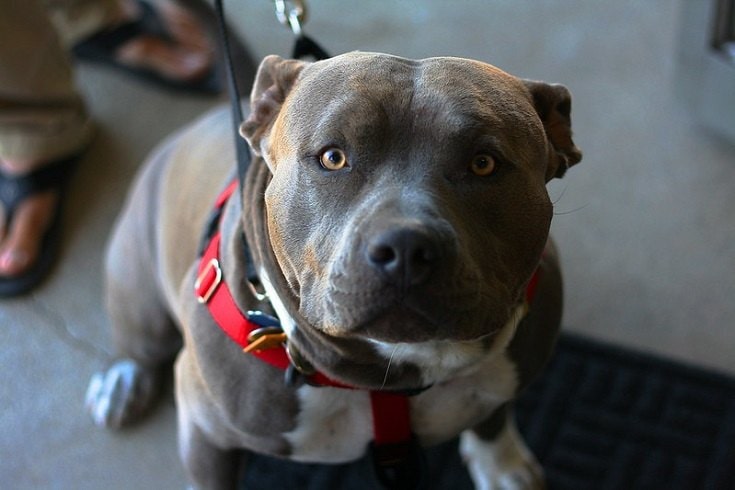 Pitbull