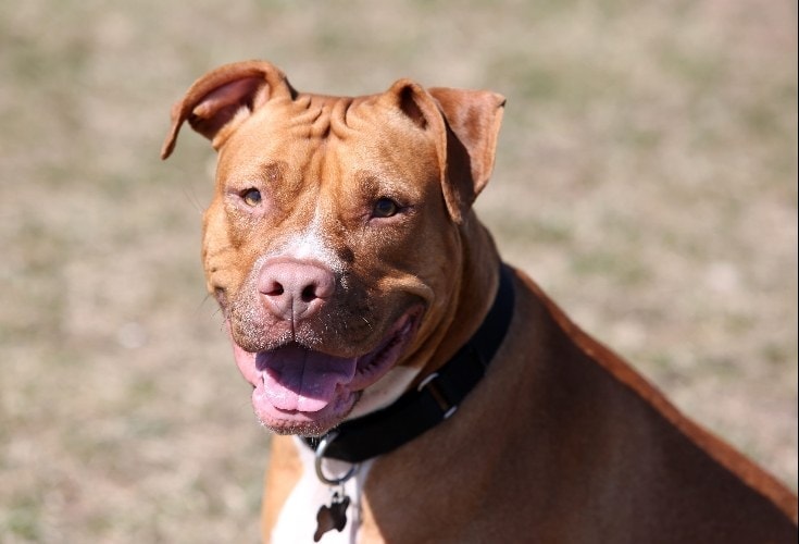 What breed of dog has amber eyes?