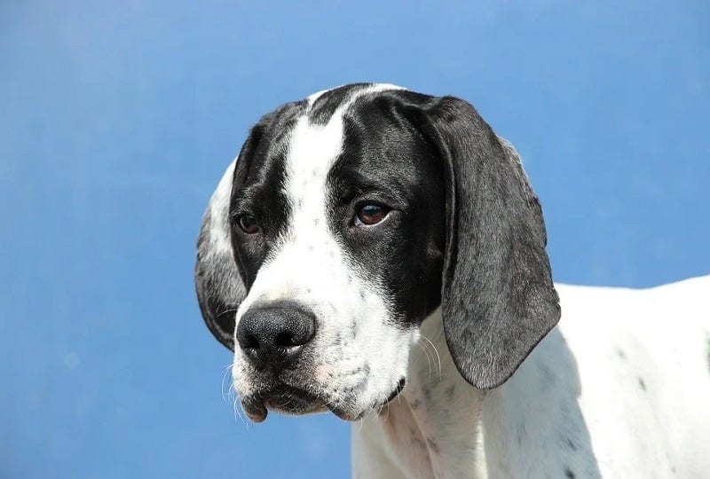 yderligere Stillehavsøer En nat Pointer Dog Breed Info, Pictures, Characteristics & Facts | Hepper