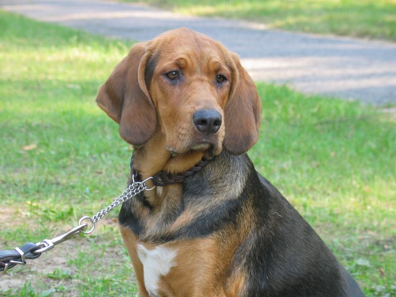 Polish Hound on leash