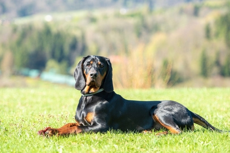 Polish Hunting Dog lying on the green meadow