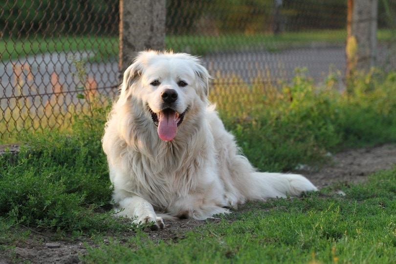 Polish Tatra Sheepdog laying down on the grass