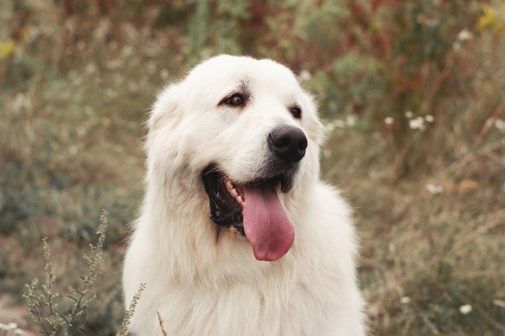 Polish Tatra Sheepdog