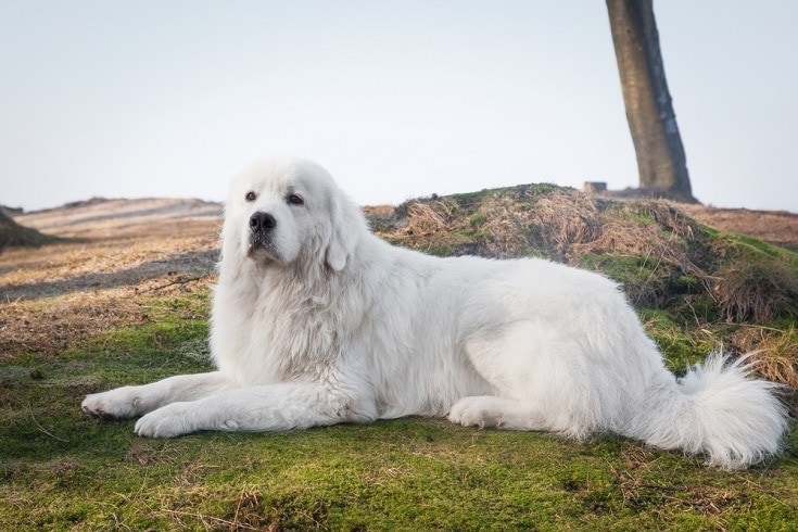 Polish Tatra Sheepdog