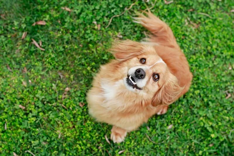 Pom Terrier mixed dog breed