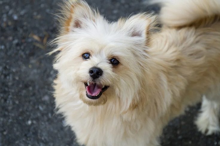 Pomapoo (Pomeranian & Toy Poodle Mix): Info, Pictures, Facts | Hepper