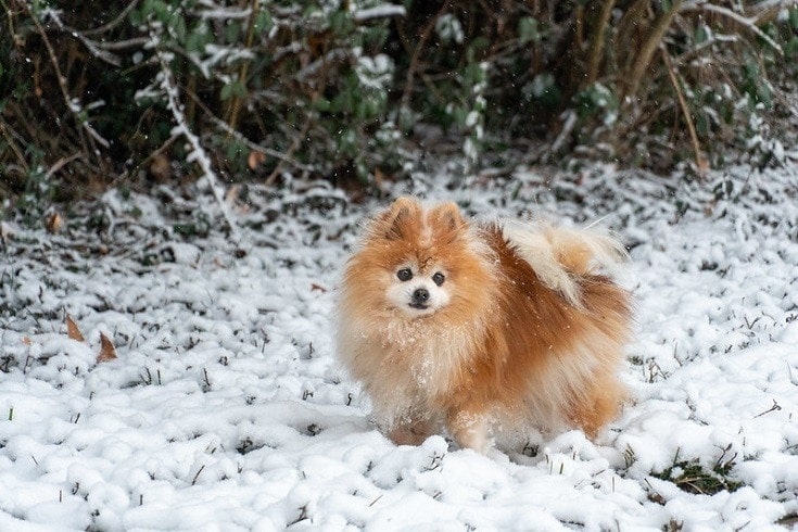 Pomeranian