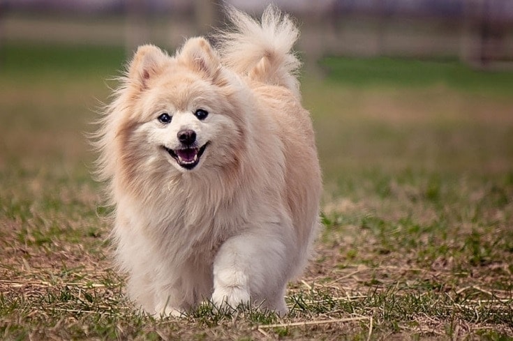 Pomeranian Training