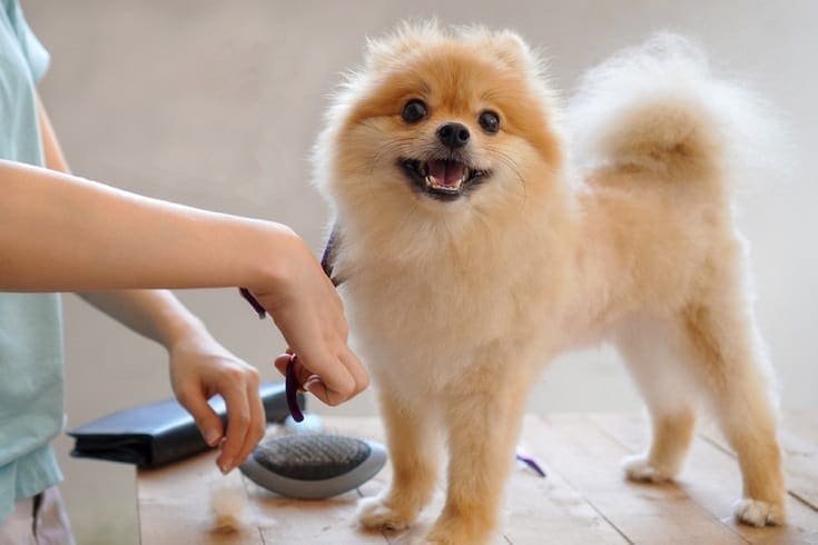 Lamb sales cut pomeranian