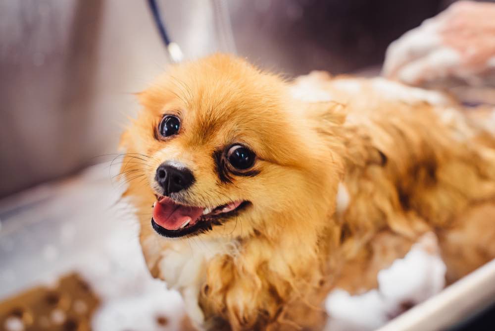 Is Hartz Shampoo Bad For Dogs