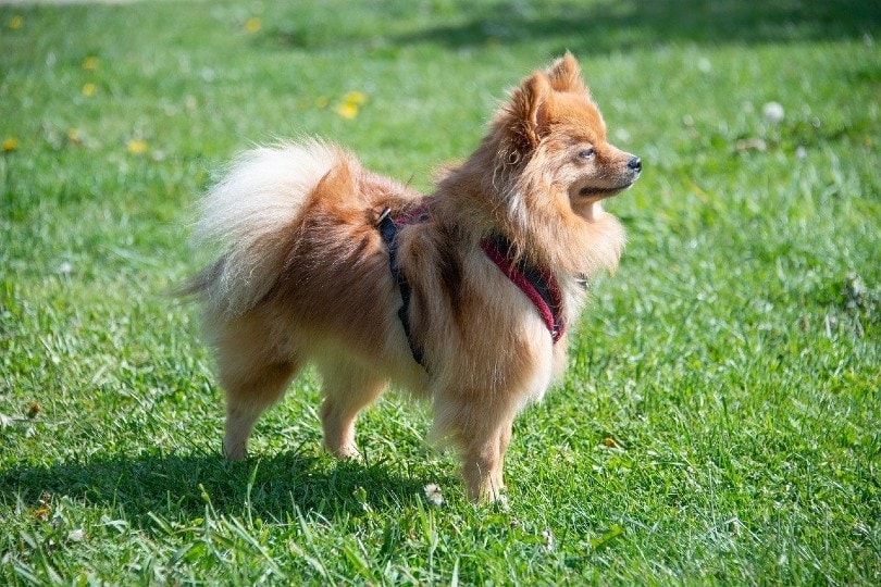 Pomeranian standing on grass