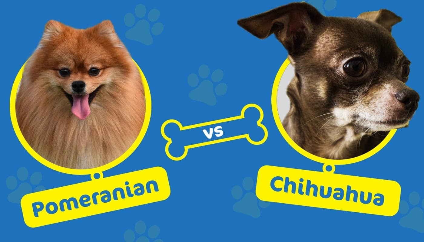 Pomeranian vs chihuahua