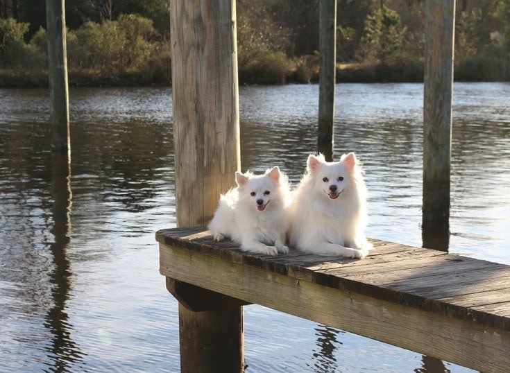 Pomimo dogs