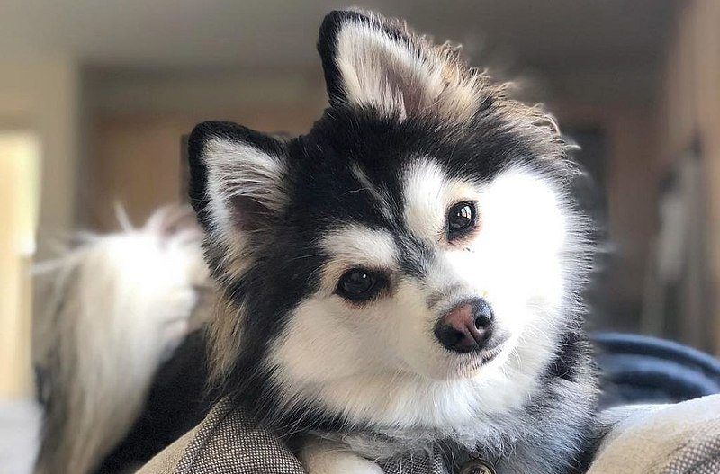 what breeds make a pomsky