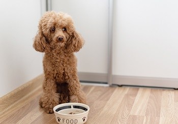Poodle Dog Food