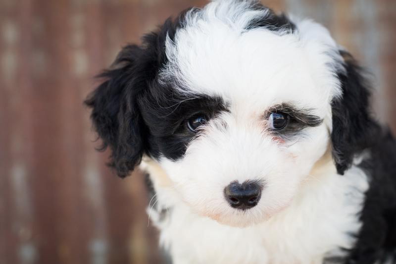 Poodle Japanese Chin mixed breed dog Poochin