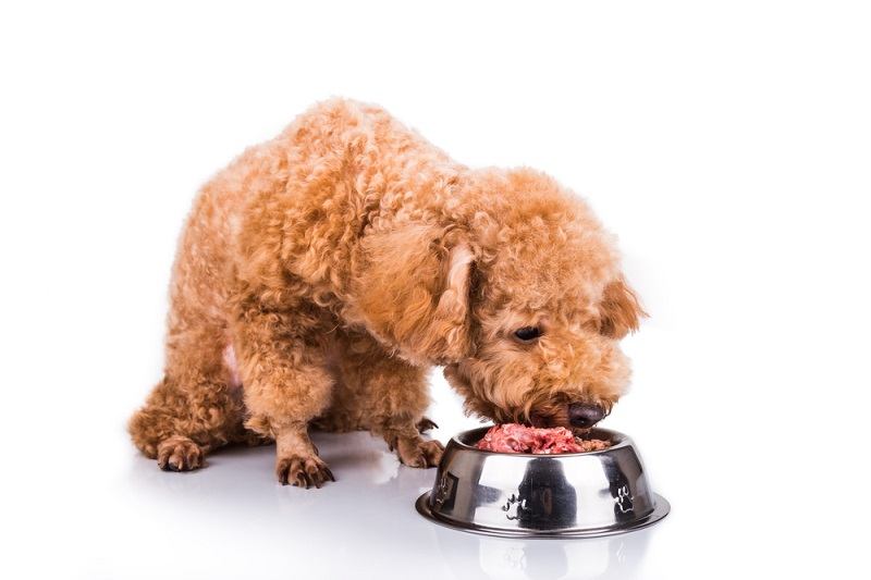 Poodle dog enjoying her nutritious and delicious fresh raw meat_thamKC_shutterstock