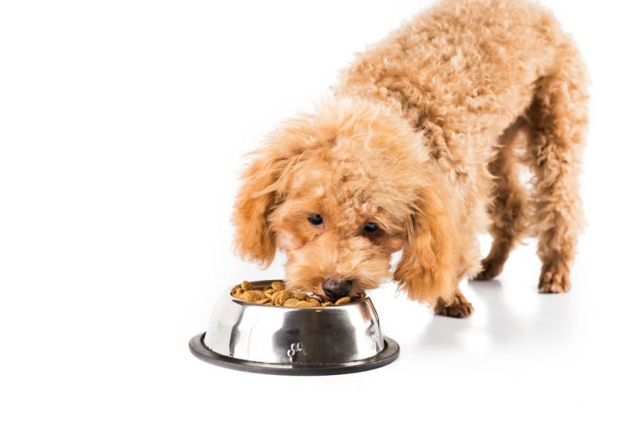 Poodle puppy eating kibbles_thamKC_shutterstock