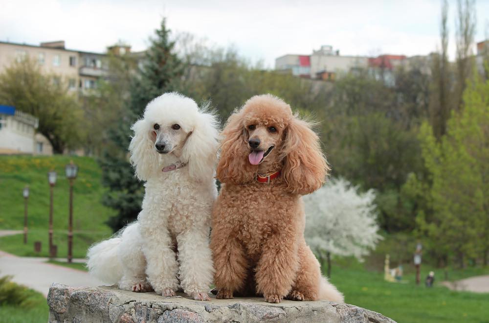 Two Poodles