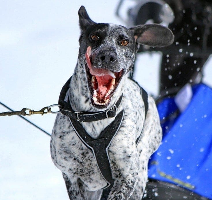 Portrait of a eurohound sled dog at work_elenarts_shutterstock