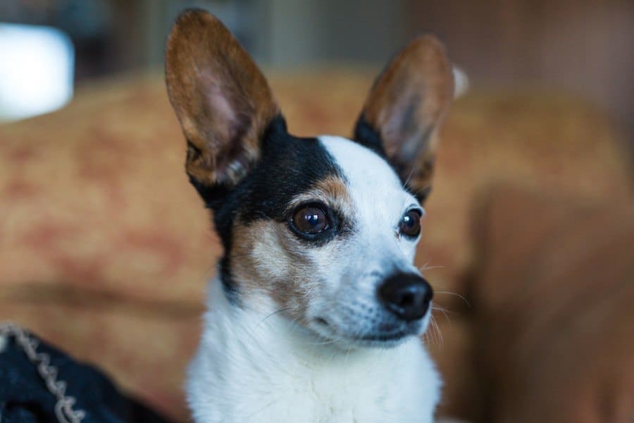 Portrait of a papijack cross_collins photography uk_shutterstock